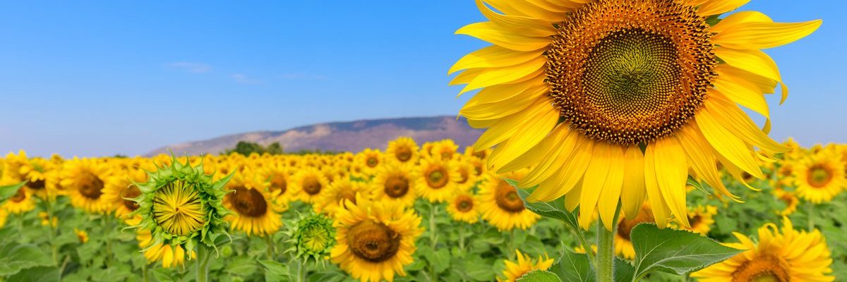 CorroAnti's profile banner image