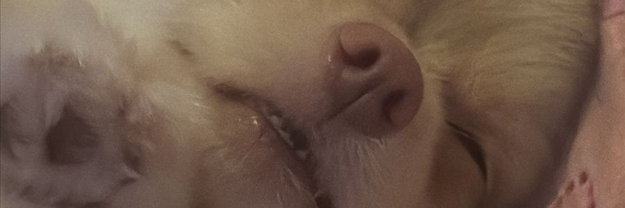 FelipeBrunell12's profile banner image