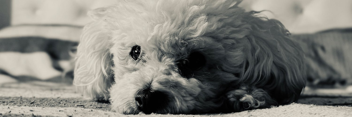 T1zi__'s profile banner image