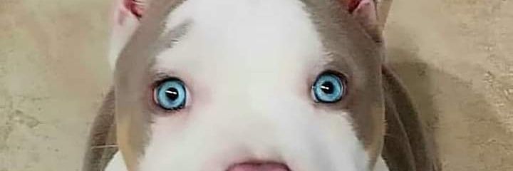 ALFRE_001's profile banner image