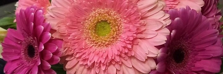 celinacamachoo's profile banner image