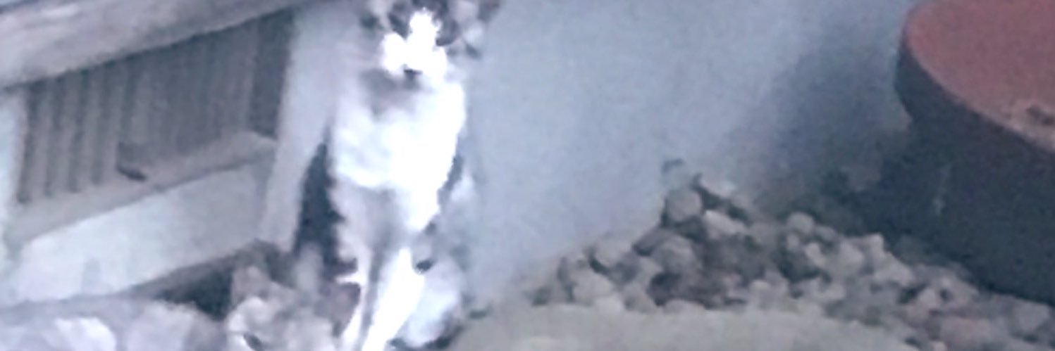 rmmp's profile banner image