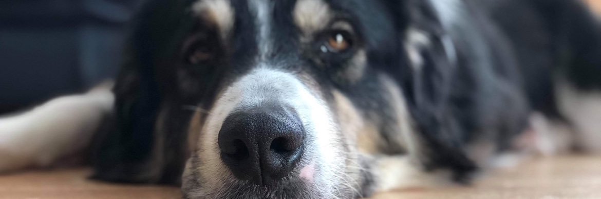 Ruth 🇬🇩 (pilsner flag) banner