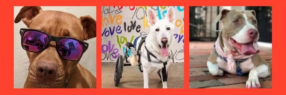 Houston Cares Animal Rescue banner