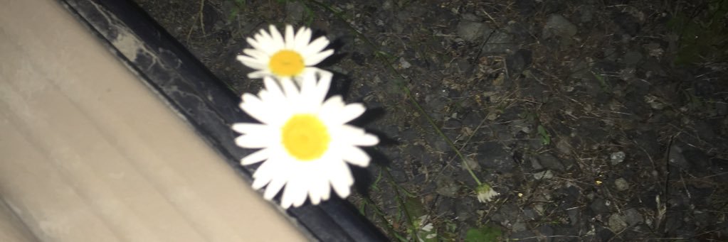 olivia_brown23's profile banner image