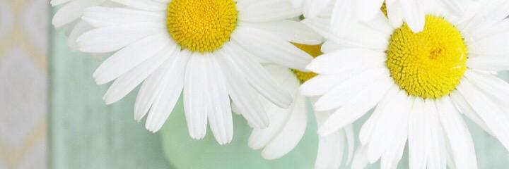 Amy B banner