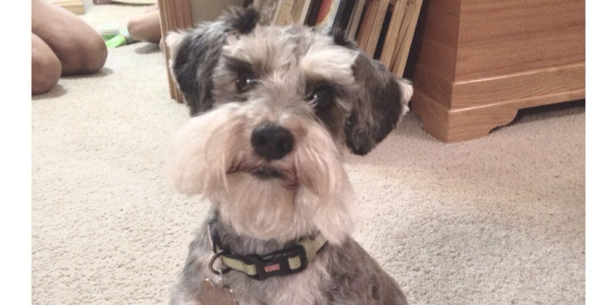 i_schnoodle's profile banner image