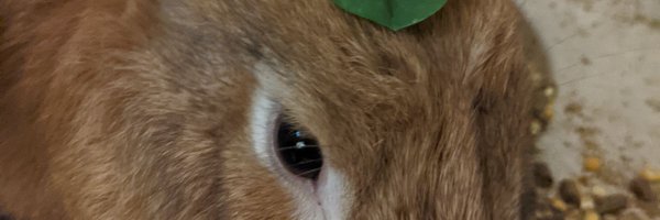 YNKaliko Profile Banner