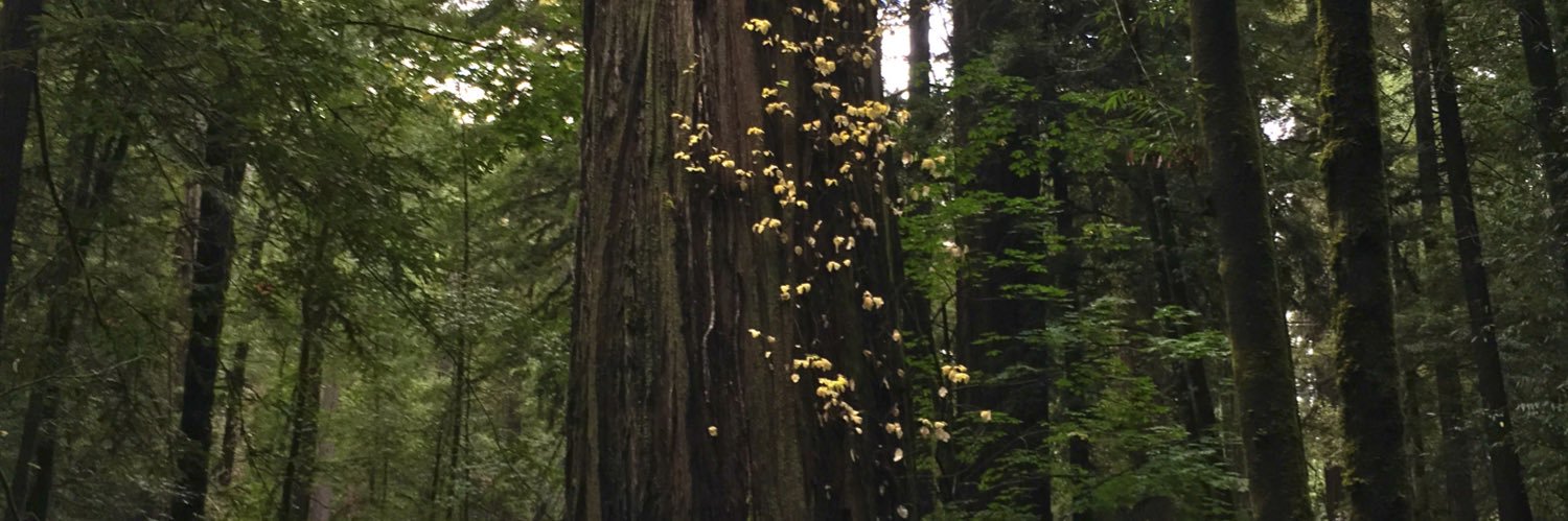 Mike Drac 🎃'Lantern banner