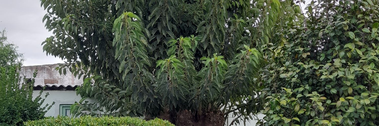 daiibrunoo's profile banner image