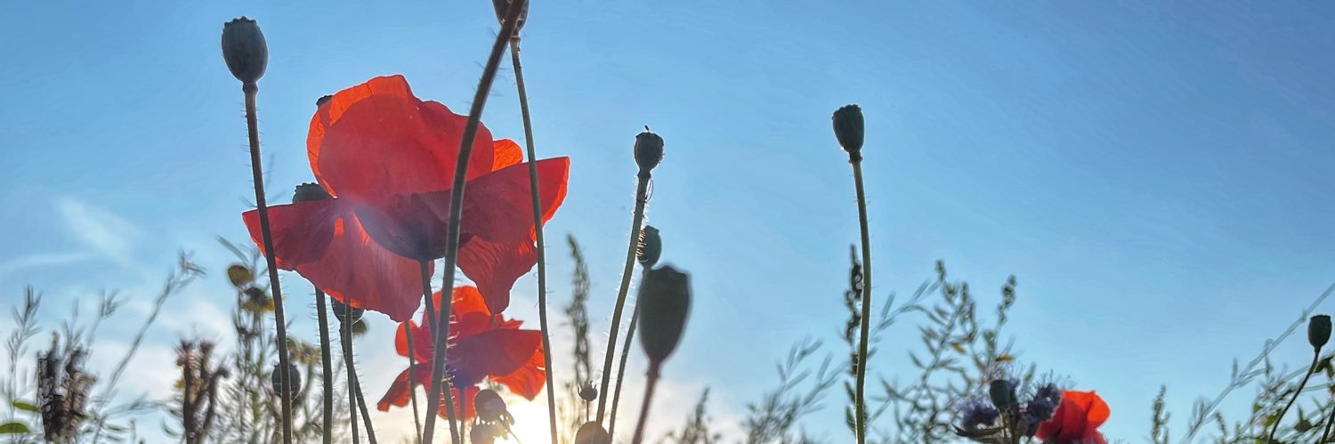 Katrien Crispeyn banner