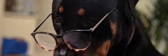 DangerousDong banner