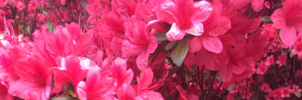 jesssdavis Profile Banner