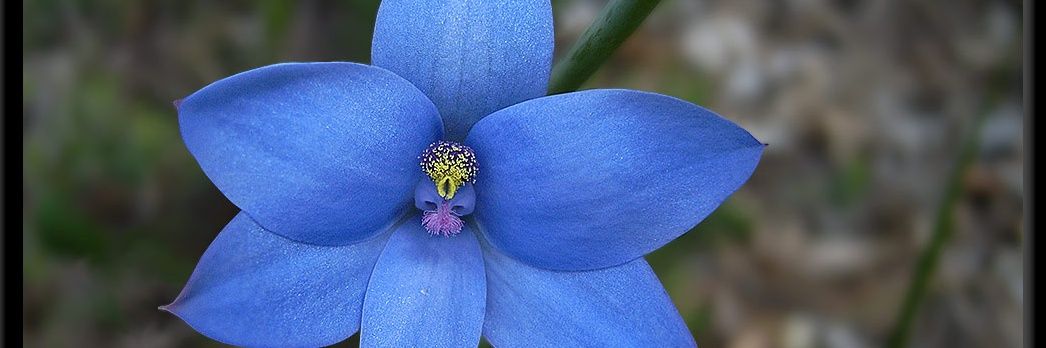 azul_celest33's profile banner image