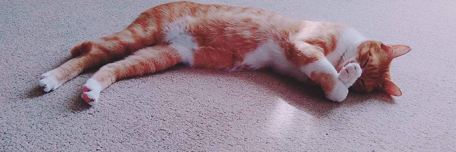 けんちゃんฅˆ•ﻌ•ˆฅ♡ banner