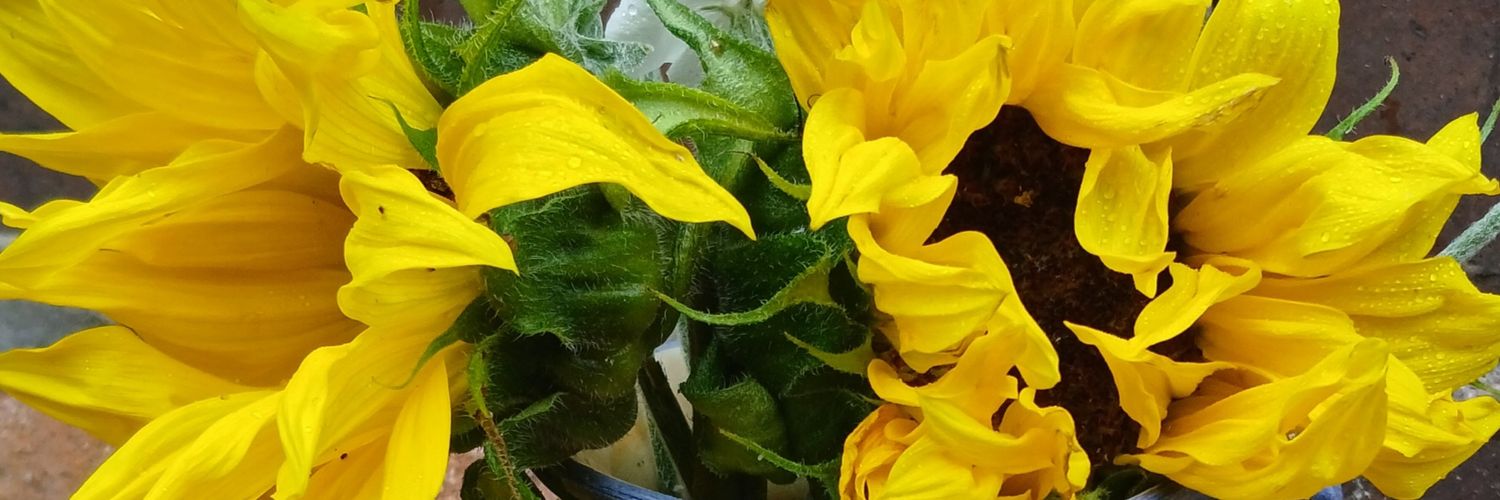 🗿📡🌱🫛🚴‍♂️David🏴󠁧󠁢󠁷󠁬󠁳󠁿 banner