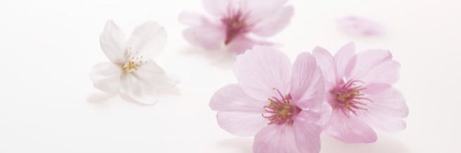デイトレ辞めました✨余生をのんびり暮らします😅 banner