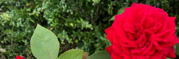 Shanice_mk Profile Banner