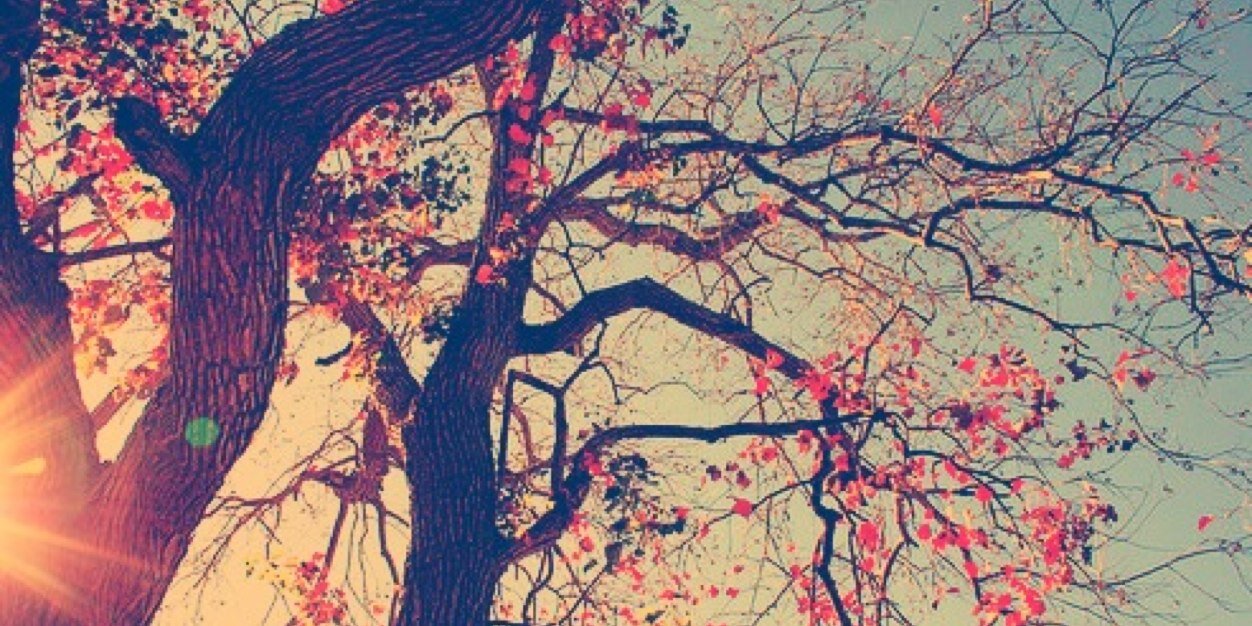 canadaredhead's profile banner image