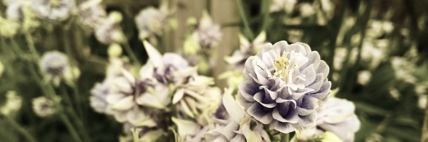 roronoyume's profile banner image