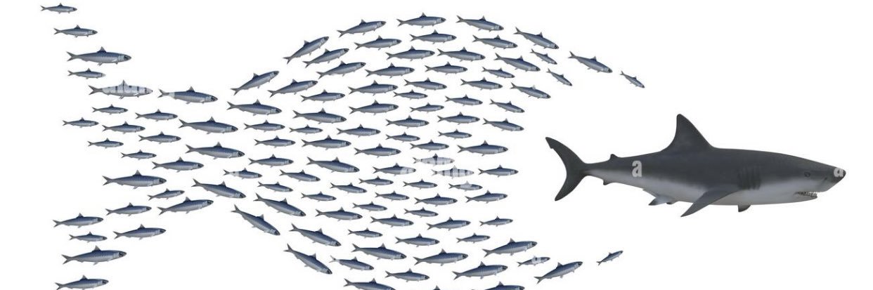 Toronto Caroline banner