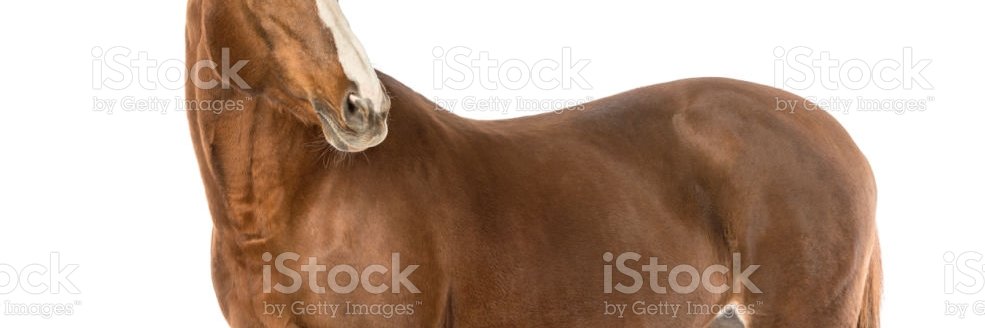Tomoe Umari 🇺🇸🐴【V-Dere】's banner
