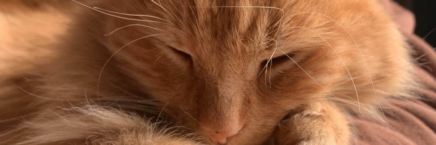 camiilloret's profile banner image