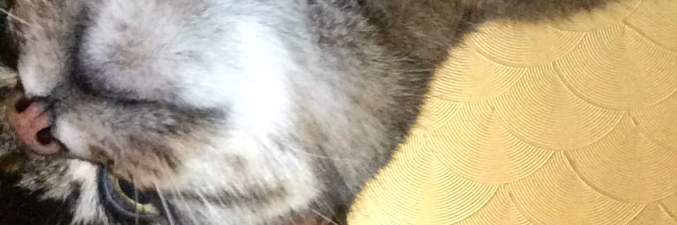 hannasbruce's profile banner image