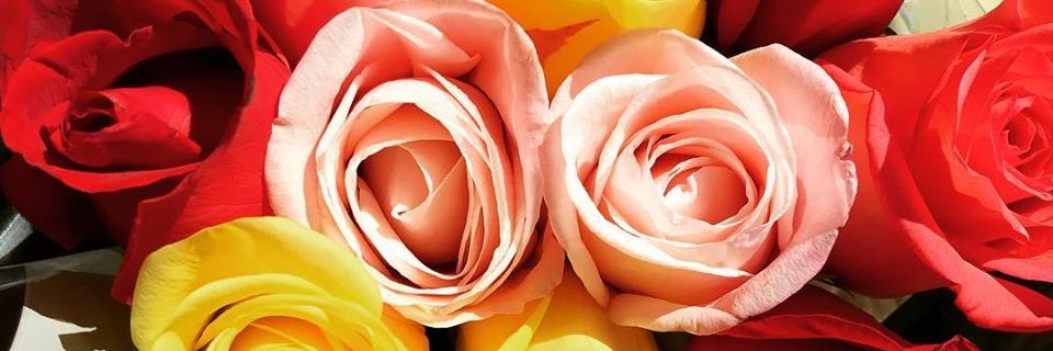 MariaCDSouza's profile banner image