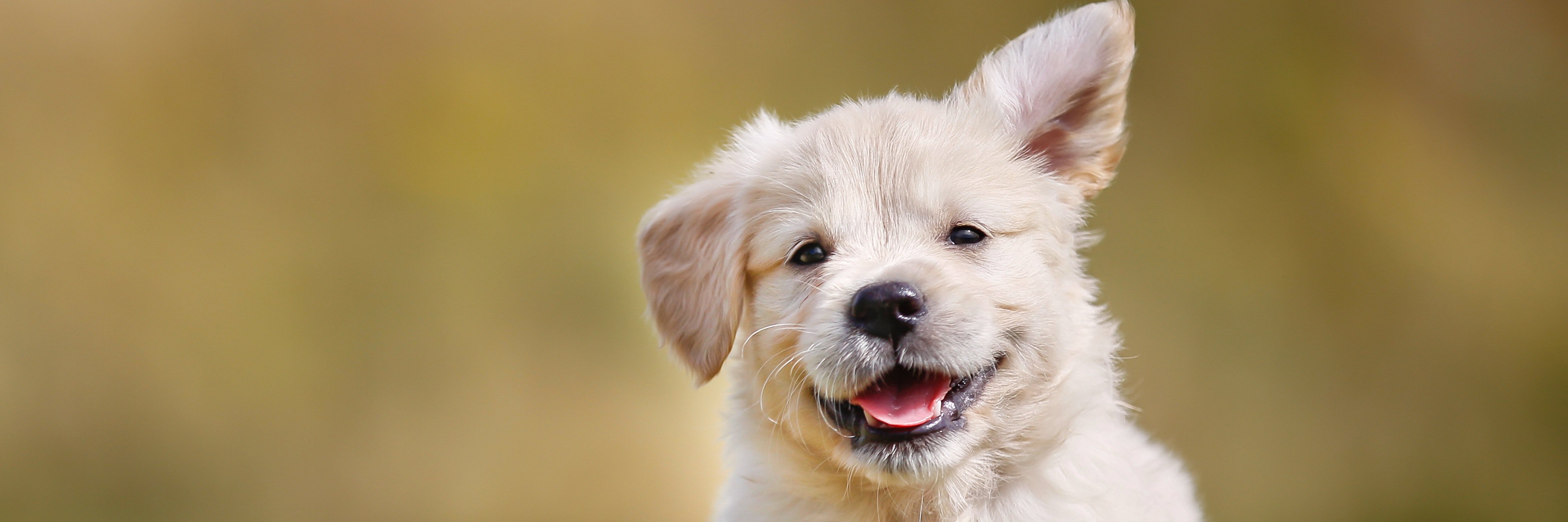 DDogShop's profile banner image