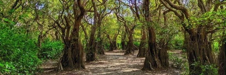 Makicrypto98's profile banner image