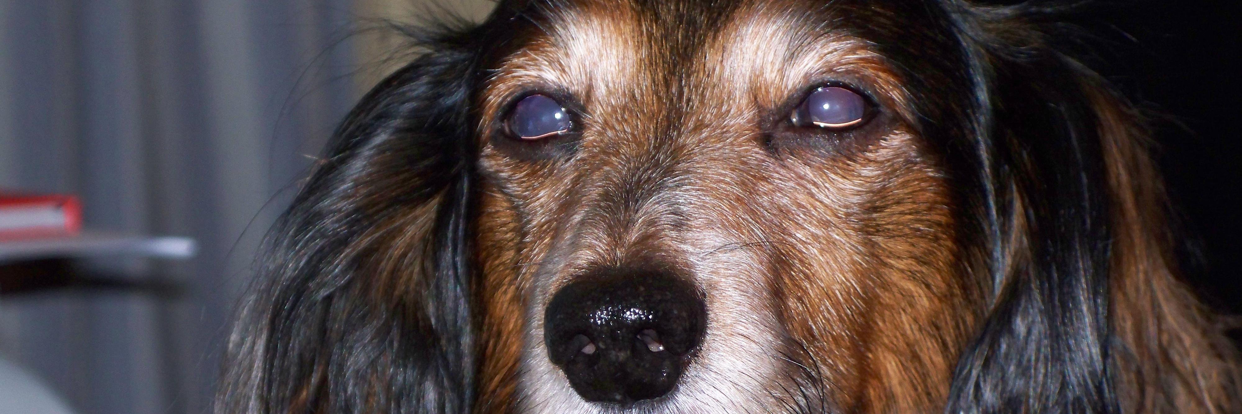 KnuddelJulia's profile banner image