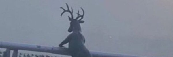 megalstudy Profile Banner
