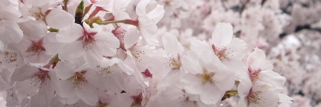 よしもみゃん🌸*.ﾟ banner