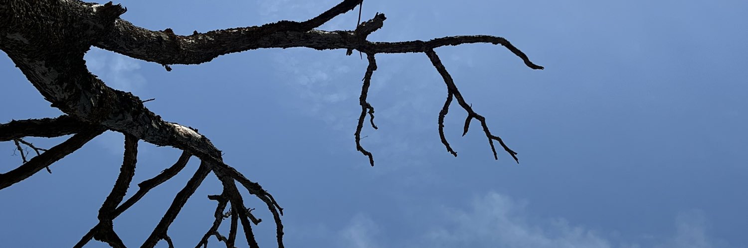 Junglerock's profile banner image