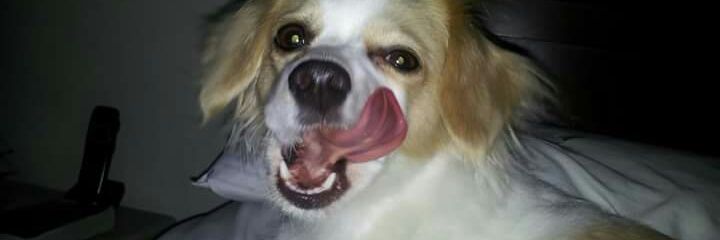 ❤🇩🇴FGT🇵🇷💚UNT banner