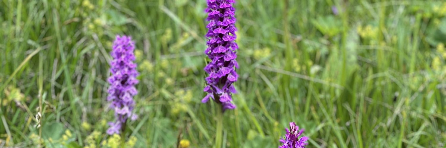 Efsane Seyyah banner