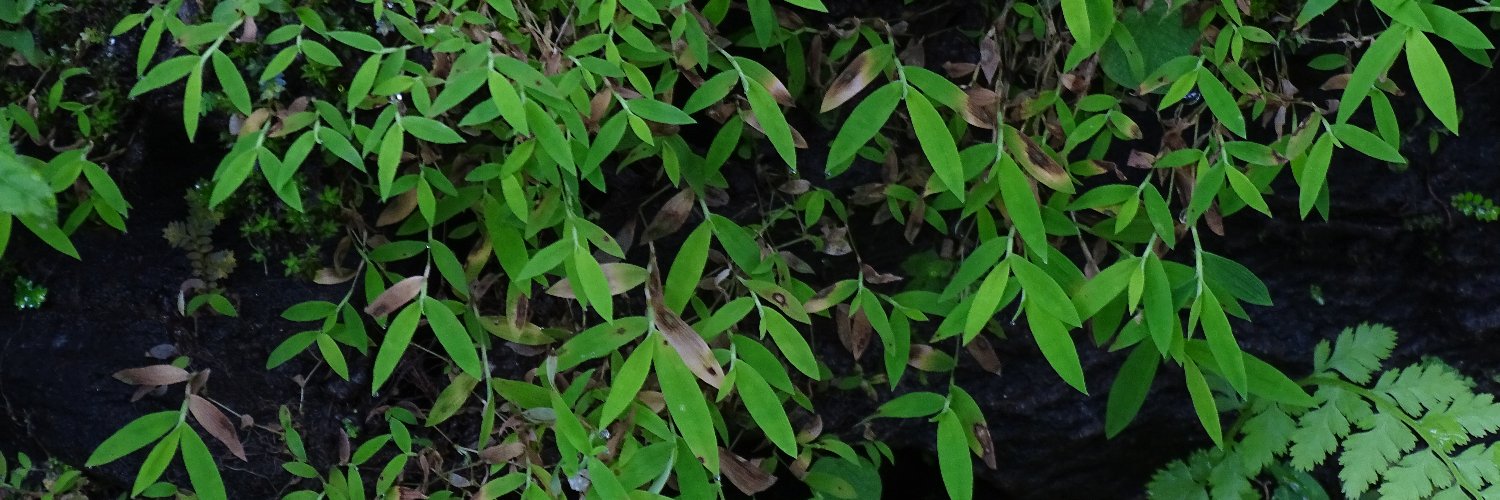 AlokChorghe's profile banner image