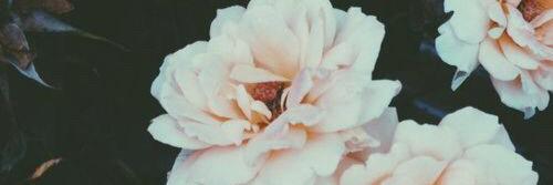 Ariannaaaa_N's profile banner image