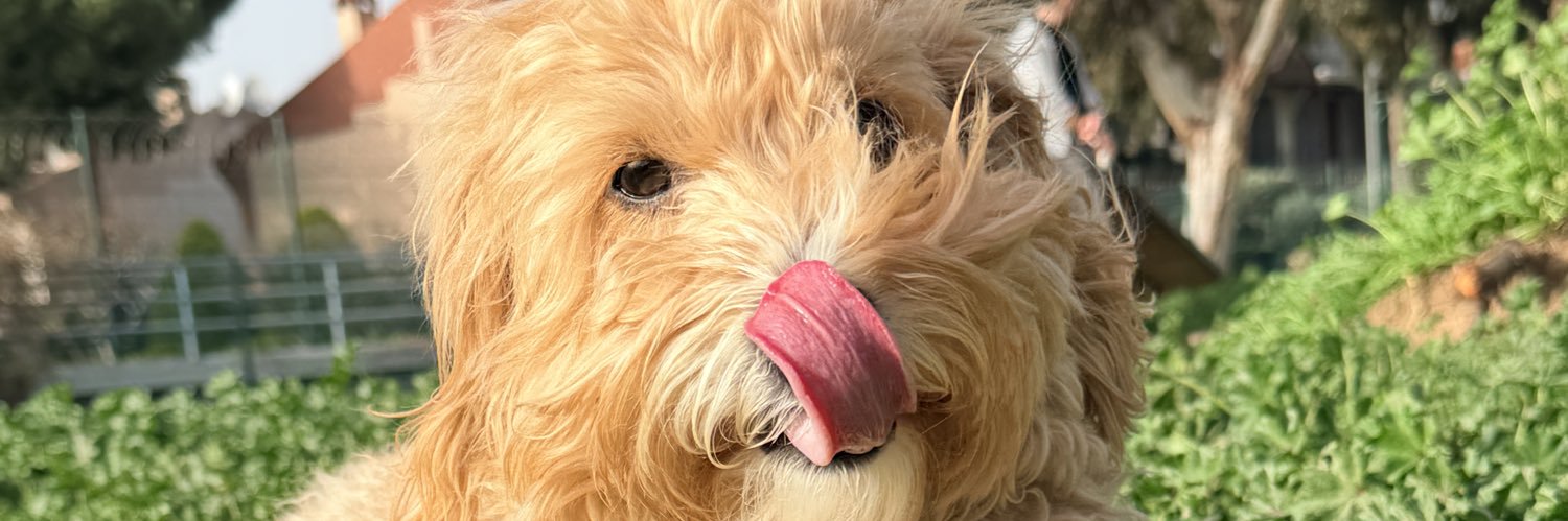 aslanterbiyecisi banner