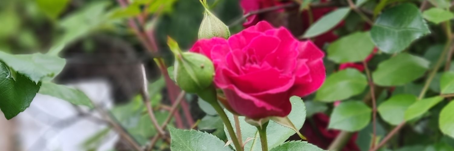 Meltem3107's profile banner image