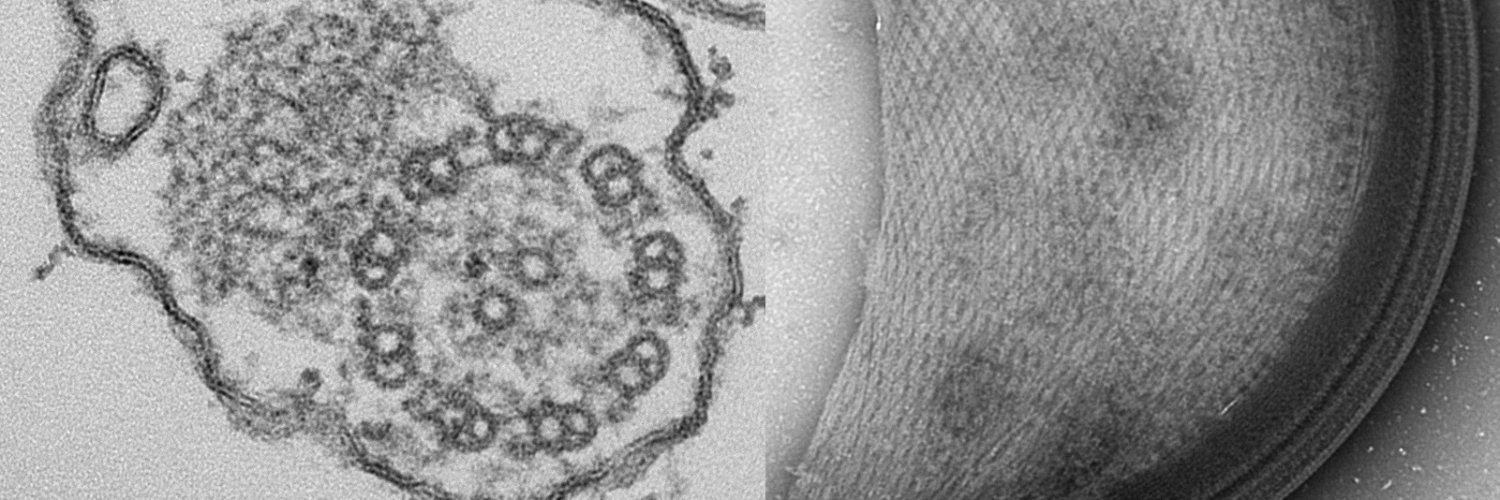 Oxford Brookes Centre for Bioimaging banner