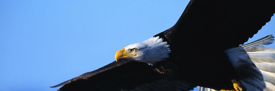 mosesakpubak's profile banner image