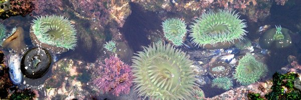 ACE_Lab_PSU Profile Banner