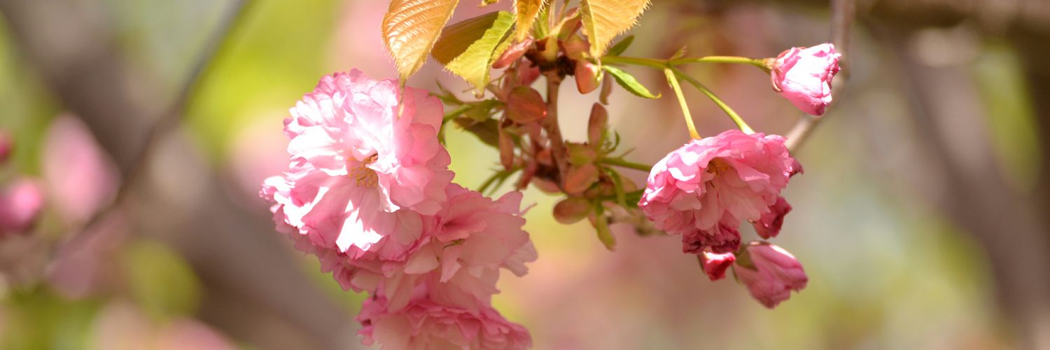 JenniferBuzzeo's profile banner image