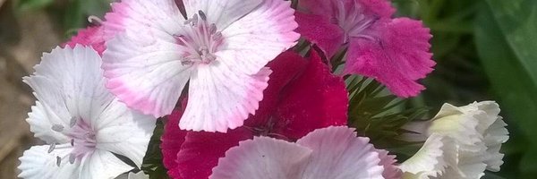 arpbks Profile Banner