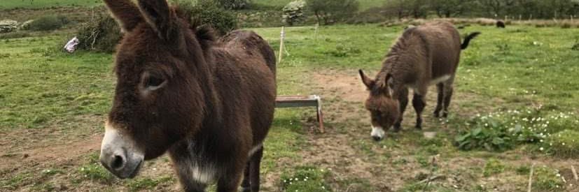 Many Nice Donkeys SUBS CLOSED! banner