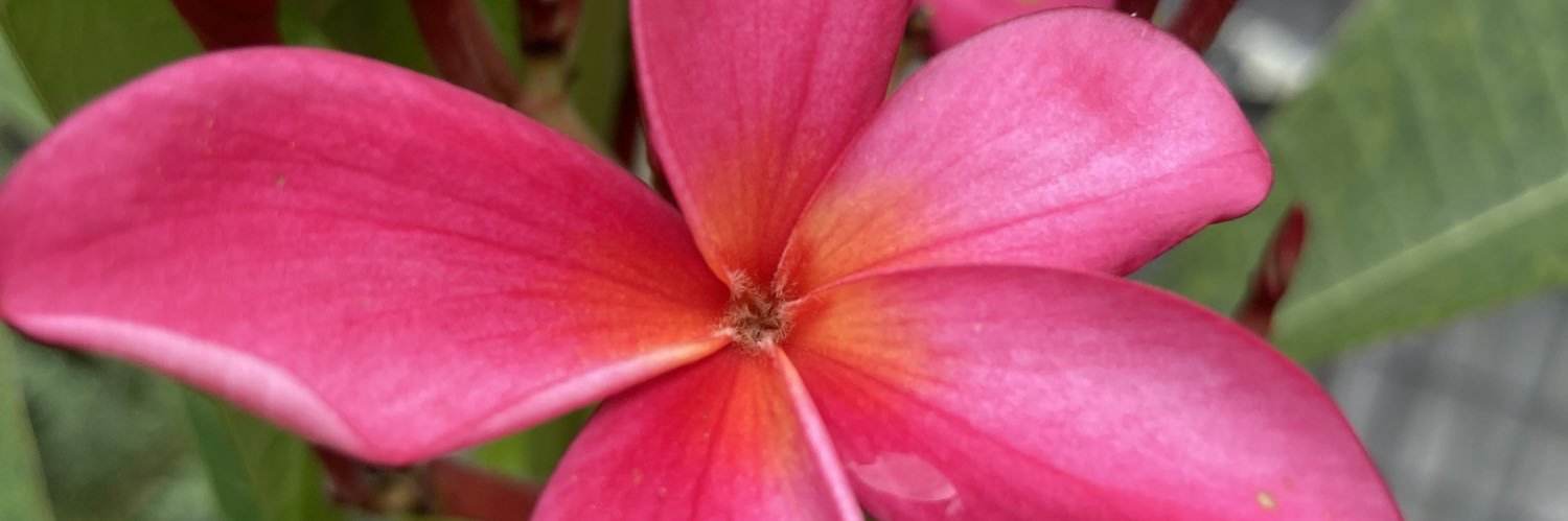 Peter Meredith banner