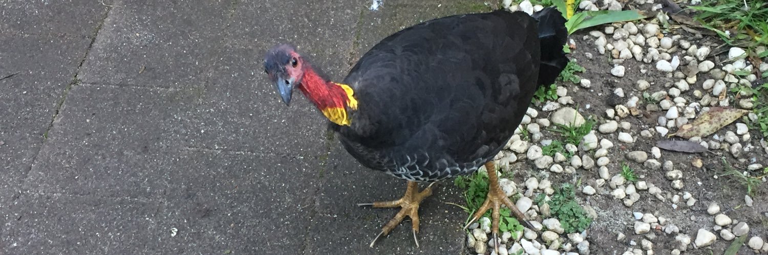 Bush Turkeys 🦃 R US banner