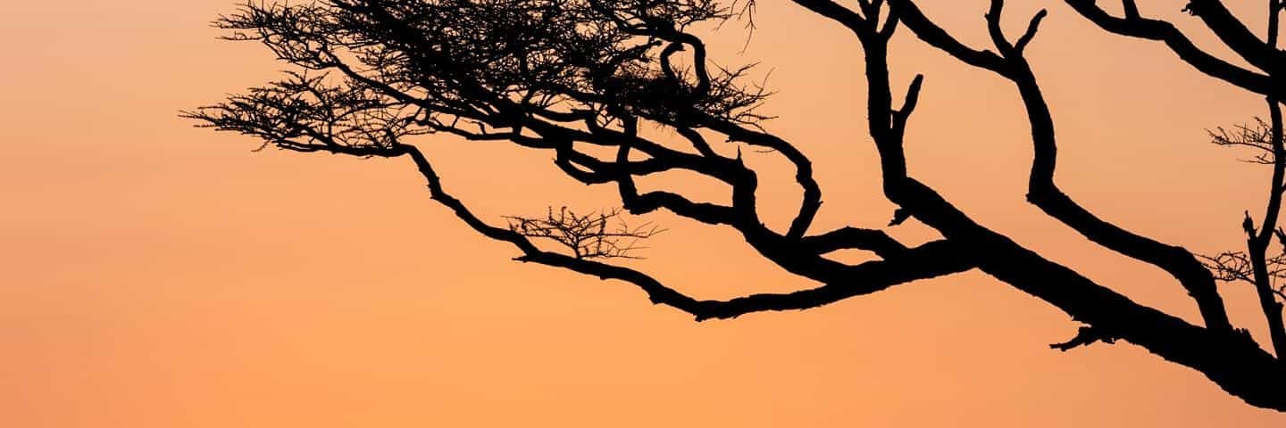 Tigrepecina's profile banner image